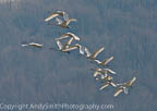 Tundra Swans in Flight at Dawn